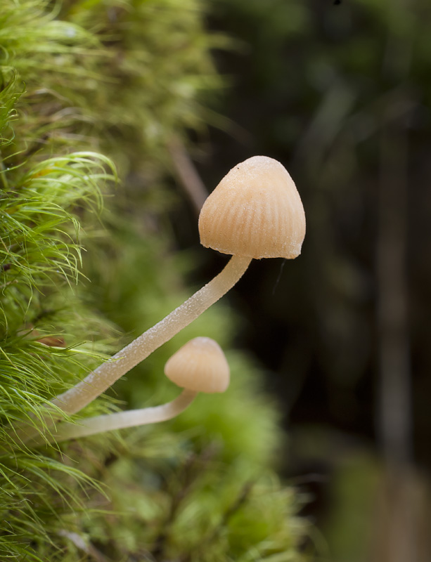 Galerina stordalii